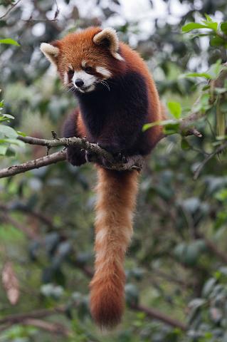 068 Chengdu, giant panda research center, rode panda.jpg